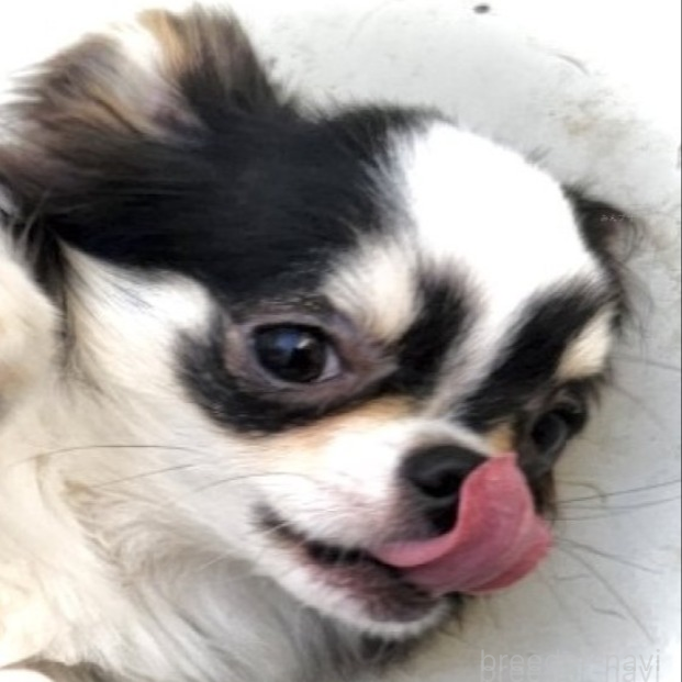 コユキちゃん1枚目
